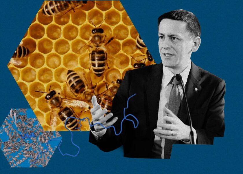 jumper-bees.jpg